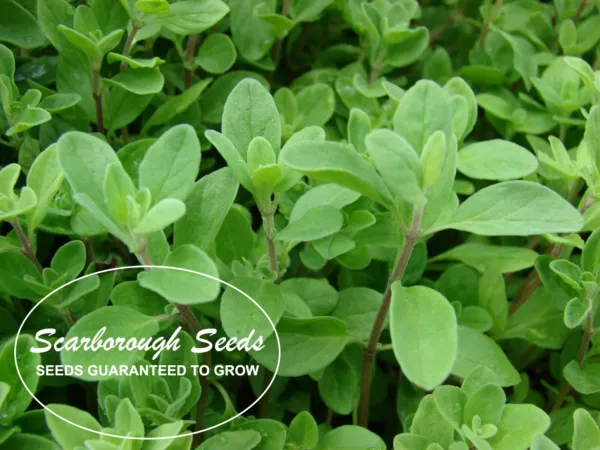 Scarborough Seeds Thai Holy Basil Kapoor Tulsi 400 Seeds Organic Herb Fresh Gard - £7.06 GBP