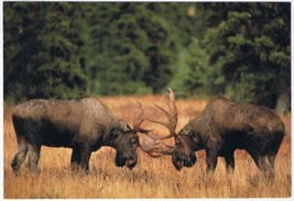 Postcard Moose Denali National Park Alaska - £3.92 GBP