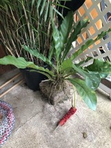 OKB Anthurium Hookeri - 2 Year Old Seedlings - Hookeri Birds Nest Anthurium - $46.37