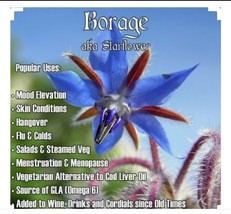 60 Borage Seeds Edible Herb Plant Non Gmo Open Pollinated Organic. - $6.00