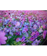 750 SEEDS PER/PACK  LOW GROUND COVER WILDFLOWER  20 VARIETY MIX BUY-1-GE... - £3.13 GBP
