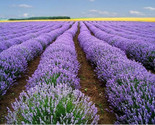200 Seeds Lavender Vera Seeds Heirloom Strong Scent Medicinal Fast Shipping - £7.06 GBP