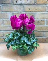 Fresh Seeds 100PCS Purplish Red Cyclamen Flower Seeds Perennial Flowering - £22.77 GBP