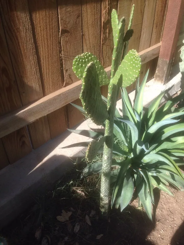 Road Kill Cactus (Consolea rubescens) - Live Cactus Succulent Plant with... - $24.16