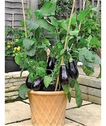 SD Black Beauty Eggplant 100 Seeds Heirloom~Non-Gmo~Organic #1 Fast Grow - $12.68