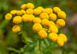 100 Pc Seeds Yellow Tansy Flower, Tanacetum Vulgare Seeds for Planting | RK - £13.22 GBP