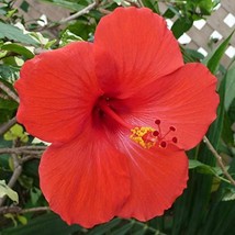 Hawaiian Red Hibiscus Plant Cutting ~ Grow Hawai - £18.88 GBP