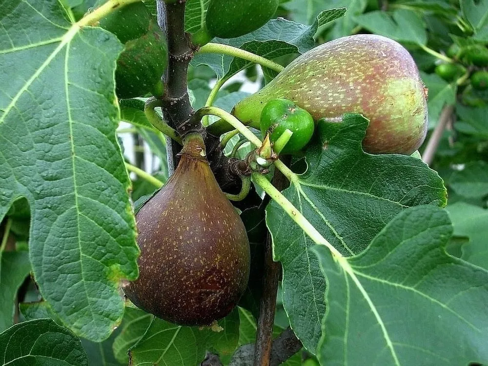 1 Olympian FigTree Plant Ficus carica Live Plant Starter Plant Bare Root... - $31.00