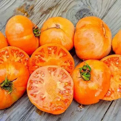 KS Amana Orange Tomato Organic Non Gmo Suppliers Planting 10 Seeds  - £7.03 GBP