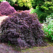 USA Seller 15 Tamukeyama Japanese Maple Seeds Acer Palmatum Var. Dissect... - £12.30 GBP