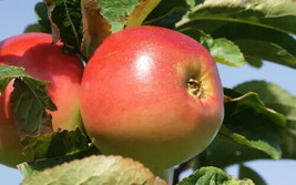 25 Winter Banana Apple Seeds Planting Fast US Shipping - £8.99 GBP