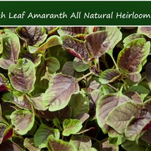 New Fresh Flower Seeds Amaranth Miriah Leaf 100 Seeds Annual Colorful Sun Or Sha - $16.56