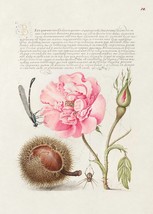 14030.Decor Poster.Room wall design.Hoefnagel botanical calligraphy art.Flowers - £13.02 GBP+