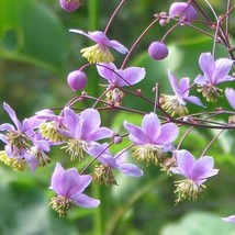 USA Seller Meadow Rue Seeds Fresh Organic Thalictrum Rochebrunianum Seeds Outdoo - £10.80 GBP