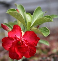 Desert Rose &#39;Adenium obesum&#39; 4 to 8 inch live starter plant Red Rose - £12.86 GBP