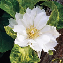 Duchess of Edinburgh Clematis 20 seeds - $9.98