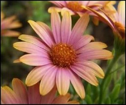 Sale 25 Seeds Salmon African Daisy Dimorphotheca Sinuata Apricot Flower  USA - £7.86 GBP