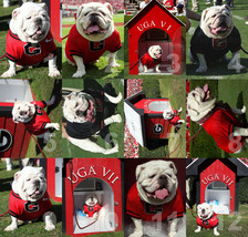 Georgia Bulldogs UGA dog mascot NCAA College Football Photo CHOICES 8x10-30x40 - £19.54 GBP+