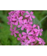 SEED- Sweet William Catchfly- Perennial -Magenta Blooms- Silene Armeria - €3,11 EUR+
