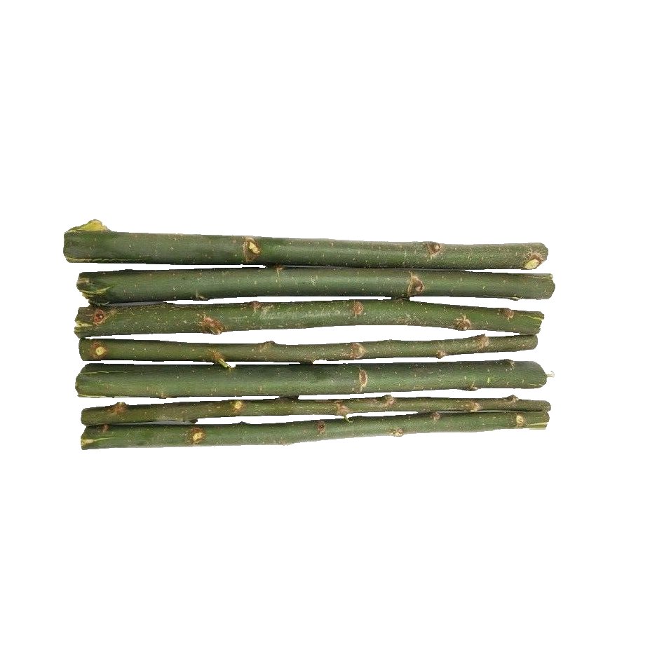 20 Austree Hybrid Willow Tree Cuttings Fast Growing Aussie For Direct Plantin... - $23.33