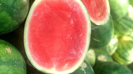 50 Red Ruby Seedless Watermelon Seeds US Seller Fast Shipping - £4.09 GBP