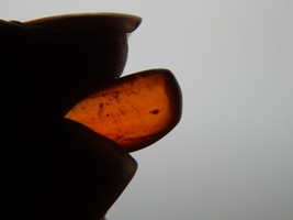 Genuine AMBER with INSECT Fossil Inclusions - Genuine Amber - Real Insec... - $9.95