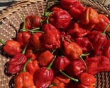 LKS Trinidad Scorpion World'S Test 25 Seeds Seeds Home Garden - $12.33