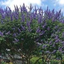 New Fresh Chaste Tree (Vitex Agnus-Castus) Seeds - £13.63 GBP