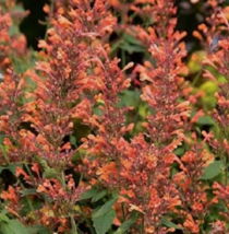 50 Pc Seeds Navajo Sunset Orange Hyssop Flower, Hyssop Seeds For Planting | RK - £13.42 GBP