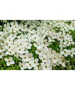 20 Himalayan Dogwood Strawberry Tree White &amp; Pink Flower Red Seeds Fast ... - $230.13 MXN