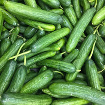 SGH 25 Seeds Beit Alpha Cucumbers Planting Edible Food Easy To Grow Garden - £4.23 GBP