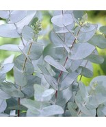 KKG Eucalyptus Gunnii Seeds Fresh Garden - €8,58 EUR