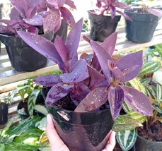 Purple Heart Tradescantia Pallida Plant Flower Home Garden Plant Easy Grow EBLY - £23.09 GBP