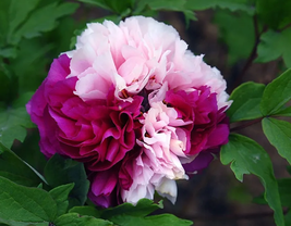 10 Seeds &#39;Color Face&#39; Dark Red Light Pink Peony Seedling Plant Seeds - £14.05 GBP