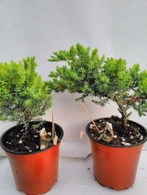 4&#39;&#39; Pot Two Bonsai Juniper Garden Tree Home Decor Plant Live Indoor Flowers Yard - £63.48 GBP