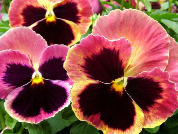 Pansy Seeds Pansy Matrix Sunrise 25 Seeds Extra Large Flowers Garden - £8.73 GBP