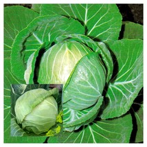 1500 Seeds Cabbage Copenhagen Market Fresh Gardening Vegetables - $25.95