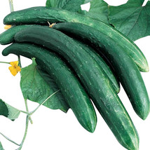 New Fresh 25 Seeds Burpless 26 Cucumbers Planting Easy To Grow Garden - $9.68 CAD