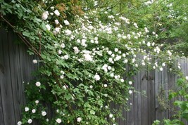 5 White Climbing Rose Rosa Bush Vine Climber Fragrant Butterfly Flower SeedsFrom - $11.55