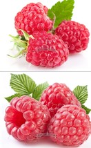 80 Seeds Raspberry Fruits Feral Rubus Idaeus Bush Fruit Garden USA Shipping - £6.55 GBP