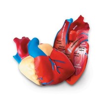 Cross-Section Human Heart Model  - $45.00