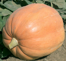 Grow 10 Mammoth Gold Giant Pumpkin Seedsheirloom Organic Non Gmo 4060 Lbs - £7.18 GBP