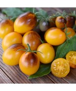 FMG 50 Seeds Indigo Kumquat Tomato Juicy Tomatoe Vegetable Edible Food F... - $13.43