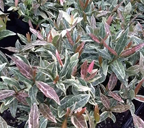 Jasmine Tricolor Live Plants Trachelospermum Asiaticum Tri-Color Star - £33.88 GBP
