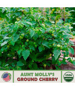 OKB 20 Aunt Molly&#39;S Ground Cherry Seeds, Organic, Open-Pollinated, Genui... - £5.98 GBP