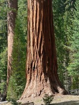 Sequoiadendron giganteum | Giant Sequoia | Sierra Redwood | 25 Seeds - £17.93 GBP