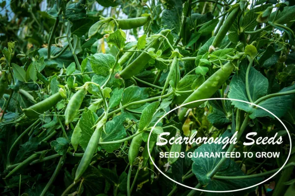 Scarborough Seeds Lincoln Peas 25 Seed Heirloom Non Gmo Usa - £6.93 GBP