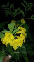 Tecoma Stans Yellow 1 live tree plant 5”+ In 3” Pot Starter Plant - $7.92