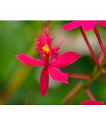 Red Epidendrum Radicans Ground Orchid - not in bloom. Epidendrums love t... - €12,87 EUR