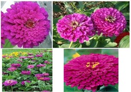 Purple Zinnia Annual Beautiful Flower Purple Prince Over 25 Seeds Garden... - $8.97